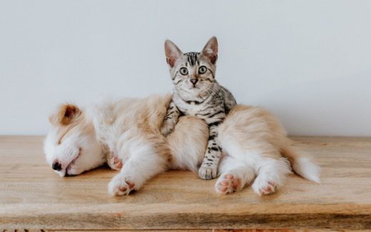Pet Behaviour Problems Solved 1 Pet Behaviour Problems
