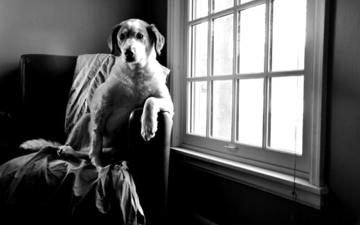 Separation Anxiety in Pets. Separation Anxiety in Pet Owners too! 1 Separation anxiety in pets; Does you dog miss you?