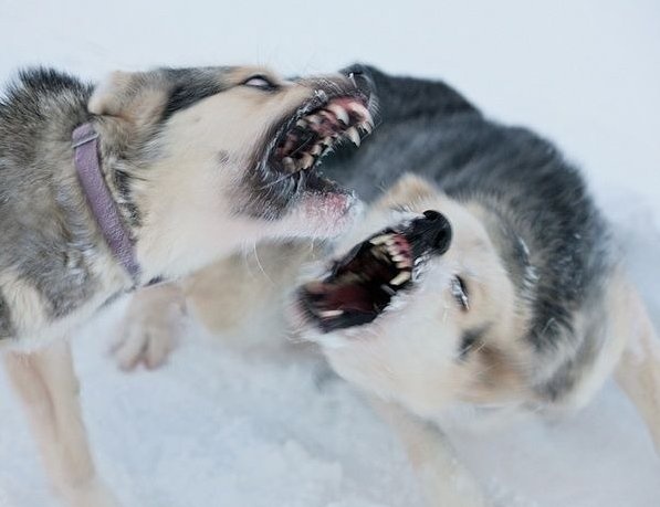 Dog Aggression Problems Solved: Managing Dog Growls, Bites and Threats 9 Dog aggression problems such as dog fights are unwanted