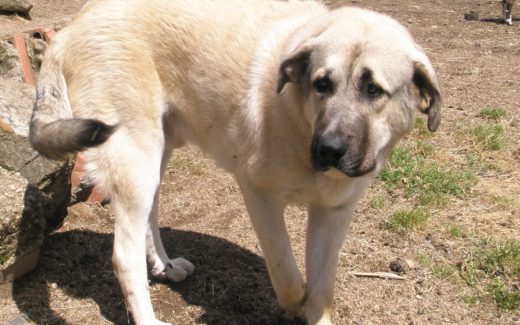 Dog anxiety and aggression may be genetic: What this means for you and your dog 1 Dog anxiety and aggression may be genetic