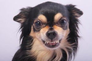 Dog Behaviour Problems - Your Dog Behaviour Questions Answered 28 Dog aggression problems