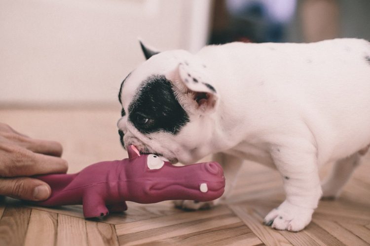 Understanding Resource Guarding Aggression in Dogs - Why Dogs Guard 1 Resource guarding aggression in dogs
