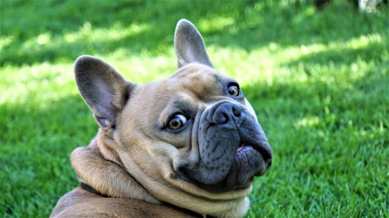 How to Reduce Dog Anxiety 9 dog anxiety, fears and phobias are common. learn how to reduce dog anxiety