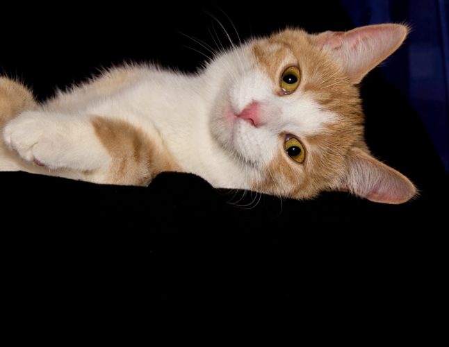 Cat Waking Up? Feline Nocturnal Activity Problems 5 Cat waking up at night