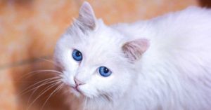 Cat Toileting Problems Solved 21 cat litter box problems