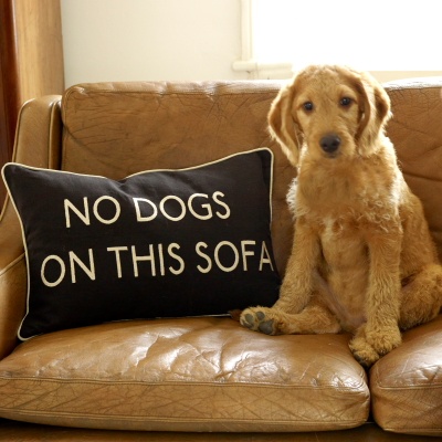 Dog Problems Solved Ebooks for Behaviour Problems 5 dogs problems solved ebooks