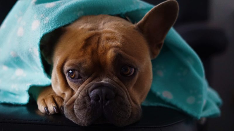 Noise Phobias in Pets 10 Noise phobias in dogs