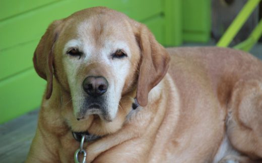 Deciding the Right Time to Say Goodbye to Your Family Pet 1 The right time to say goodbye to your family pet