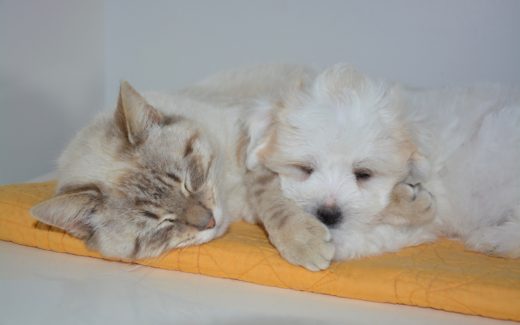 What Pets Can Teach Us About Happiness 1 Pets can teach us about happiness