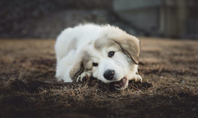 Pet Eating Behaviour Problems 4 shallow focus photo of long coated white and gray puppy