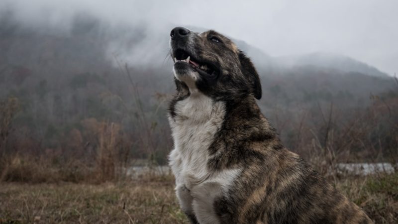 Dog Barking Problems Solved 9 barking dog problem