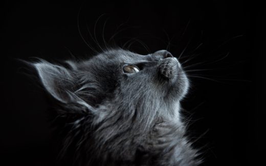 Cat Behaviour Problems - Your Cat Behaviour Questions Answered 1 cat behaviour problems solved