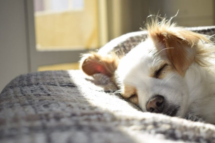 Noise Phobias in Pets 11 closeup photography of adult short coated tan and white dog sleeping on gray textile at daytime