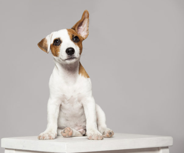 Dogs are tuned into our emotions 30 Dogs are tuned into our emotions