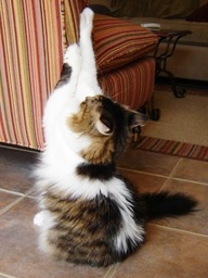 Cat Scratching Behaviour: How to stop your cat scratching! 2 cat scratching furniture
