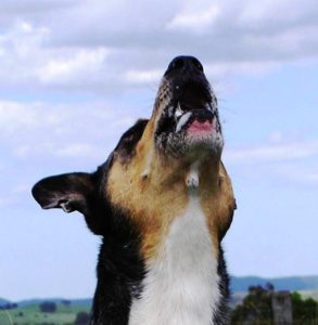 Dog Behaviour Problems - Your Dog Behaviour Questions Answered 20 Dog Barking